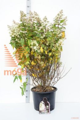 http://twentheplant.nl/tsd/68004_HYPCONFE_9c25100125_1.jpg