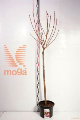 http://twentheplant.nl/tsd/68004_PRSRBURG_S120C20_1.jpg