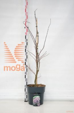 http://twentheplant.nl/tsd/62347_ACPFIREC_9C12080100_1.jpg