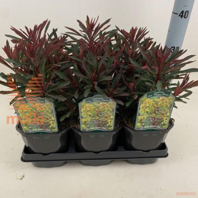 http://twentheplant.nl/tsd/94106_EUMERLOT_8P17_1.jpg