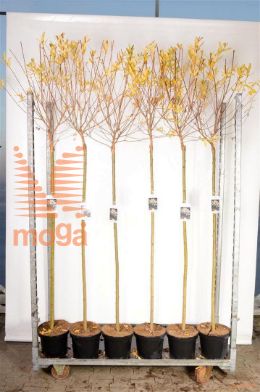 http://twentheplant.nl/tsd/89250_SAIHNISH_S120P23_2.jpg