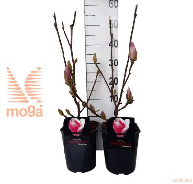 http://twentheplant.nl/tsd/57393_MAFCLOUD_8P220500602_1.jpg