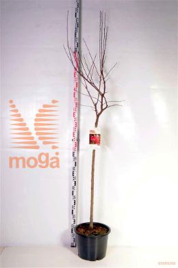 http://twentheplant.nl/tsd/68004_MATSCARL_S120C20_2.jpg