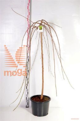 http://twentheplant.nl/tsd/68004_MOAPENDU_S120C20_2.jpg