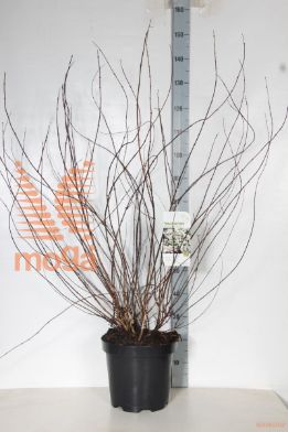 http://twentheplant.nl/tsd/68004_PHBETOIL_9C12080100_1.jpg