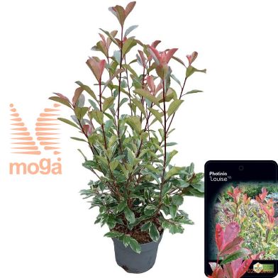 http://twentheplant.nl/tsd/81898_PHFLOUIS_9C10070090_2.jpg