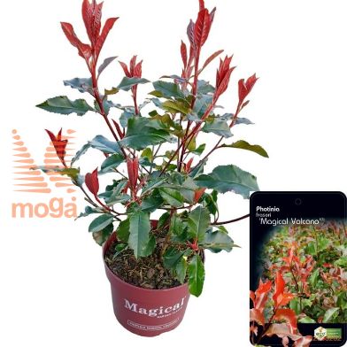 http://twentheplant.nl/tsd/81898_PHFMVULC_8p17030040_2.jpg