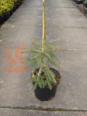 http://twentheplant.nl/tsd/94500_PIAFROHB_8P26050060_1.jpg