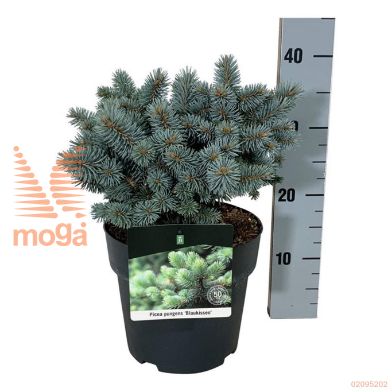http://twentheplant.nl/tsd/70712_PICPBLAU_8p21020025_2.jpg