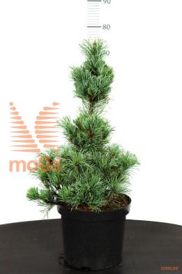 http://twentheplant.nl/tsd/94500_PIPBBERG_8P26050060_1.jpg