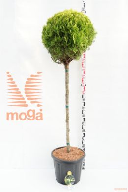 http://twentheplant.nl/tsd/54062_PLOANANA_S120C35_1.jpg