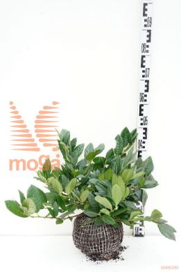 http://twentheplant.nl/tsd/59312_PRLCBRAN_k040050_1.jpg