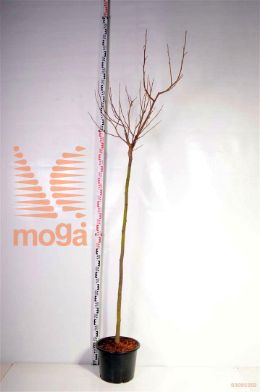 http://twentheplant.nl/tsd/68004_LITEGURS_S150C20_2.jpg
