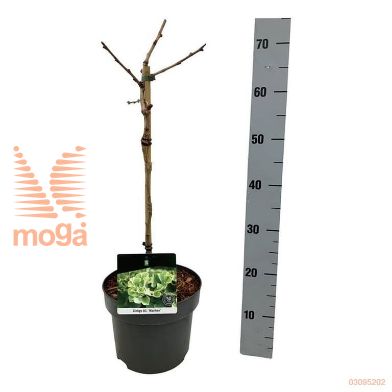 http://twentheplant.nl/tsd/70712_GIBMARIK_s040p21_1.jpg