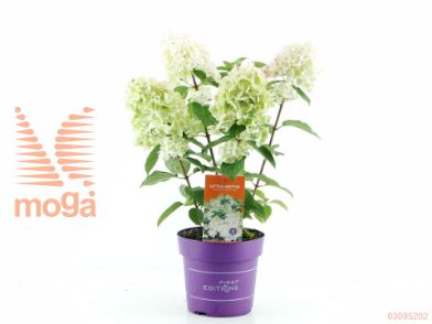http://twentheplant.nl/tsd/68875_HYPLHOTT_8P19_2.jpg