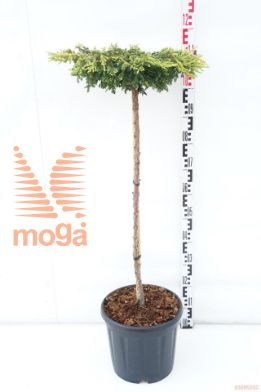 http://twentheplant.nl/tsd/73487_JUCGOLDS_s080c15_1.jpg