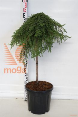 http://twentheplant.nl/tsd/73487_JUCGREEN_S060C15_1.jpg