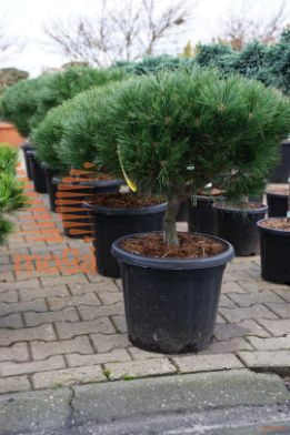 http://twentheplant.nl/tsd/73487_PINBREPO_S010C25_2.jpg