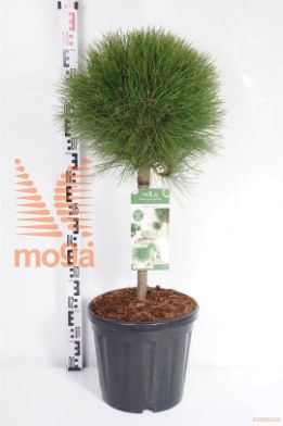 http://twentheplant.nl/tsd/73487_PISBREEZ_S040C18_1.jpg
