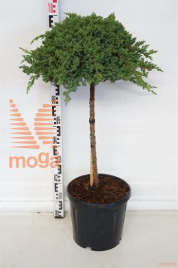 http://twentheplant.nl/tsd/73487_JUPNANA_S060C15_1.jpg