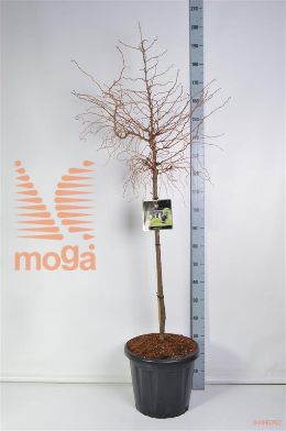 http://twentheplant.nl/tsd/73487_LAKDIANA_S080C25_2.jpg
