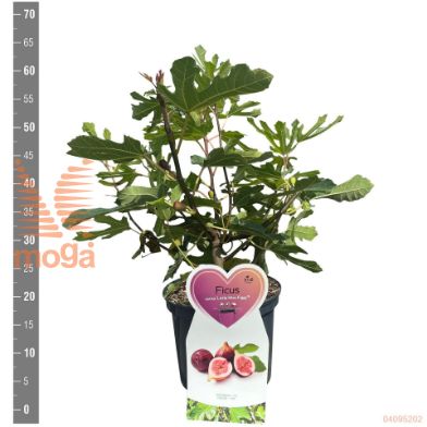 http://twentheplant.nl/tsd/94450_FICLMFIG_8P23STR_2.jpg