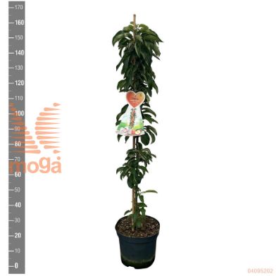 http://twentheplant.nl/tsd/94450_MADMCINT_9C12ZUILVOR_2.jpg