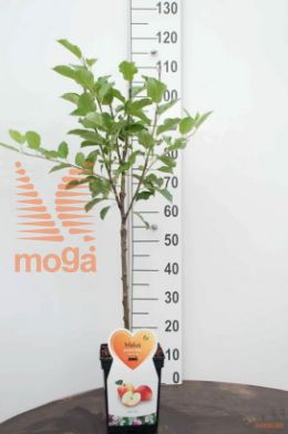http://twentheplant.nl/tsd/94450_MADRBOSK_8P23DECO_2.jpg