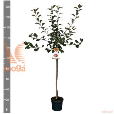 http://twentheplant.nl/tsd/94450_MADVITAL_S120P26_2.jpg