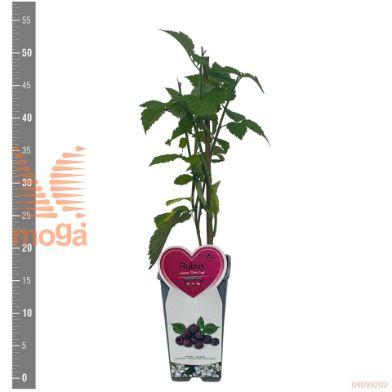 http://twentheplant.nl/tsd/59254_PAKGLORI_3-5_2.jpg