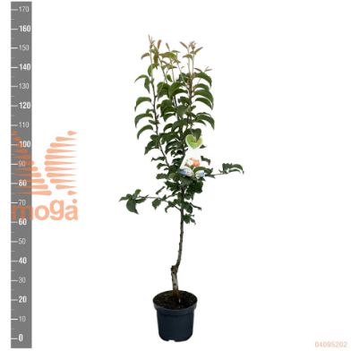 http://twentheplant.nl/tsd/94450_PYPSHINK_8P26STR_2.jpg