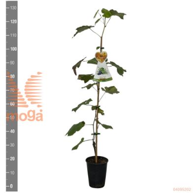 http://twentheplant.nl/tsd/55802_RHCONNY_8p17020025_2.jpg