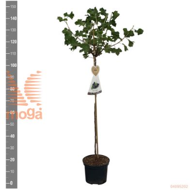 http://twentheplant.nl/tsd/94450_RIJOSTAB_S060P23_2.jpg