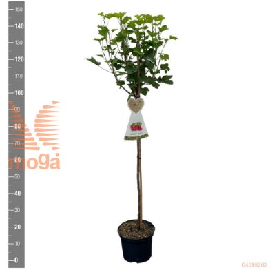 http://twentheplant.nl/tsd/94450_RIJOSTAB_S090P23_2.jpg