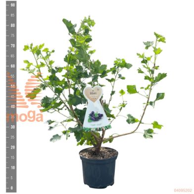 http://twentheplant.nl/tsd/94450_RINJOSTI_8P23STR_2.jpg