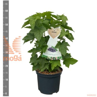 http://twentheplant.nl/tsd/94450_RINKRIST_8P23STR_2.jpg