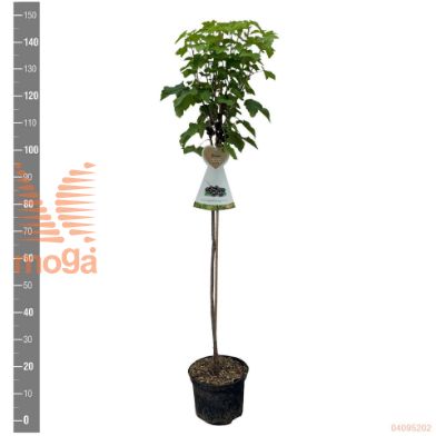 http://twentheplant.nl/tsd/94450_RINTITAN_S090P23_2.jpg
