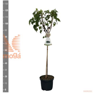 http://twentheplant.nl/tsd/94450_RINTITAN_S060P23_2.jpg