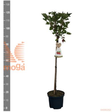http://twentheplant.nl/tsd/94450_RIRJTETS_S060P23_2.jpg