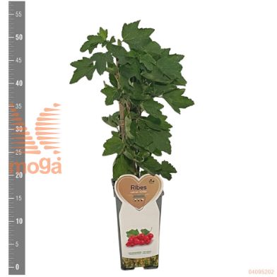 http://twentheplant.nl/tsd/94450_RIRJUNIF_8P17STR_2.jpg