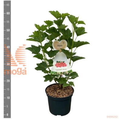 http://twentheplant.nl/tsd/94450_RIRROSAL_8P23STR_2.jpg