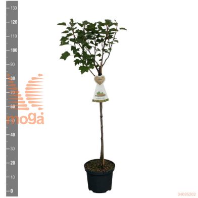 http://twentheplant.nl/tsd/94450_RIRWERDA_S060P23_2.jpg