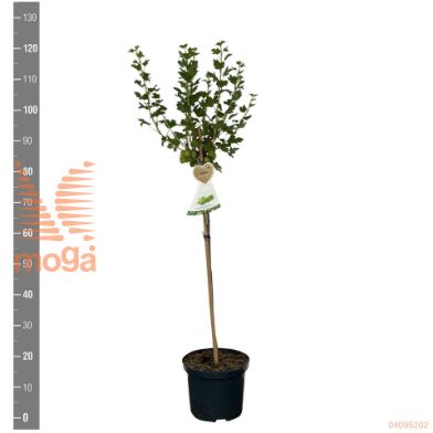http://twentheplant.nl/tsd/94450_RIUCHGRO_S060P23_2.jpg