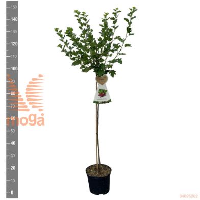 http://twentheplant.nl/tsd/94450_RIUCHROE_S090P23_2.jpg