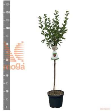 http://twentheplant.nl/tsd/94450_RIUCHROE_S060P23_2.jpg