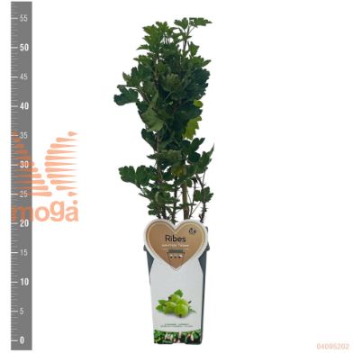 http://twentheplant.nl/tsd/94450_RIUCTATJ_8P17STR_2.jpg