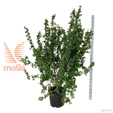 http://twentheplant.nl/tsd/55037_COAMEDUS_9C55150175E_2.jpg