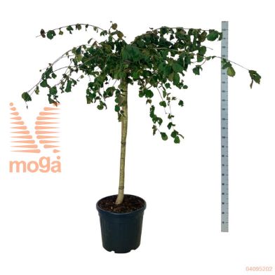 http://twentheplant.nl/tsd/55037_COAPUMBR_S120C50E_2.jpg