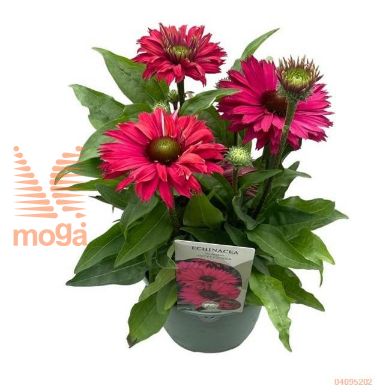 http://twentheplant.nl/tsd/98775_ECSUSFUC_8P17_2.jpg