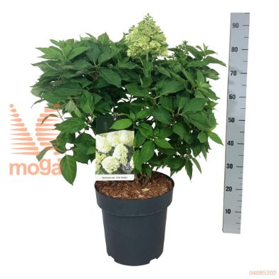 http://twentheplant.nl/tsd/55037_HYPLSPOO_9c15050060_2.jpg